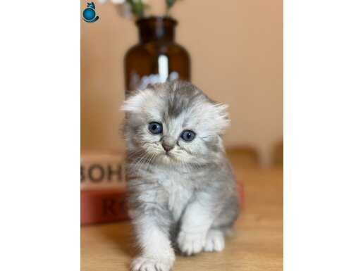 Letafet  ile kalbinizi çalacak 2 aylık Scottish Fold