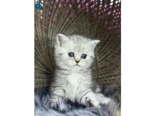 20 adet sağlık garantili bebekler