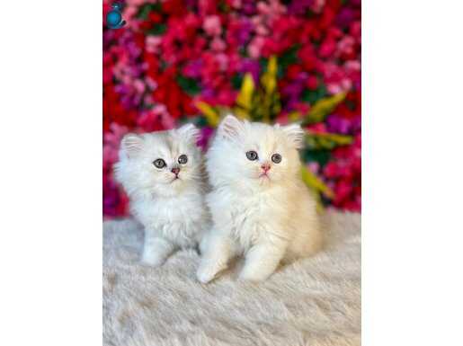 Bakışlarıyla Büyüleyen Bembeyaz British Longhair Yavruları