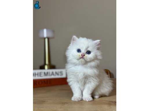 Munis tavırlı British Longhair