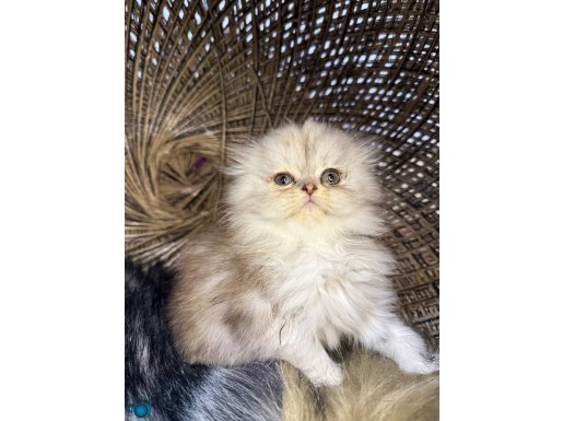 Uyuşçul ifadeyle kalbinizi çalacak farklı Scottish Fold