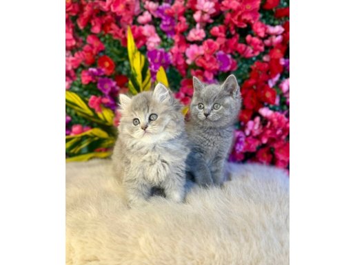 Heykel Gibi Tatlı British Shorthair