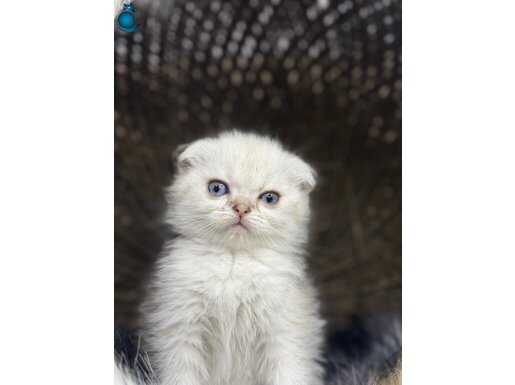 20 adet tüm ırk yavrular sağlık garantili