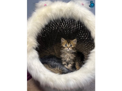 Mükemmel yavrular mevcut 