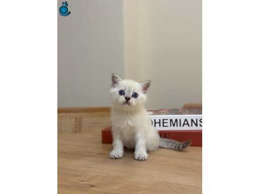 Esenyurt Satılık British Shorthair Yavrusu