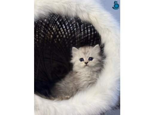 18 Adet Sağlık Garantili Bebekler 