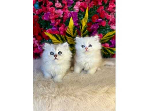 2 Aylık İpeksi British Longhair Yavruları