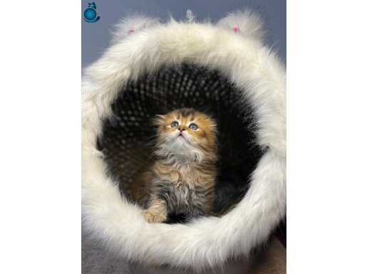 2 aylık British Longhair dostumuzu yeni yuvasıyla buluşturuyoruz