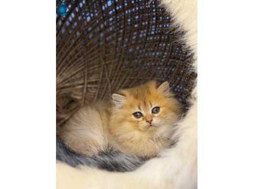 15 adet 2 aylık sağlık garantili yavrular 