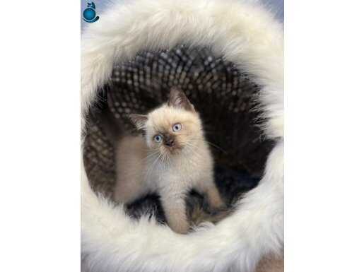 Safir Bakışlı British Shorthair Yavruları