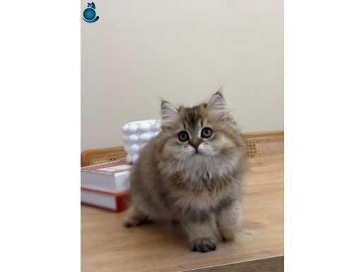 Peluş Kürklü Özel Karakterli British Longhair Yavrusu