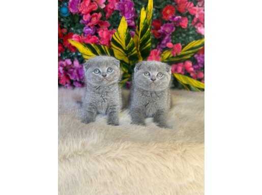 Bakışlarıyla Aklınızı Başınızdan Alacak Safkan Scottish Fold Yavruları