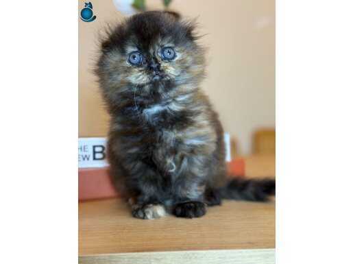 Sevilcil 2 aylık Scottish Fold