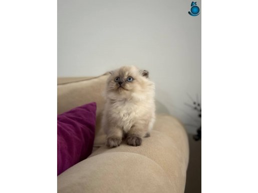 2 aylık sağlık garantili yavrularımız 