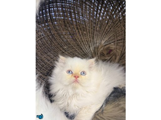 Sağlık Garantili British Longhair