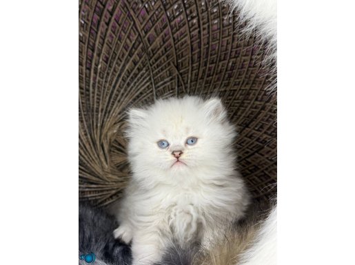 20 adet sağlık garantili bebekler