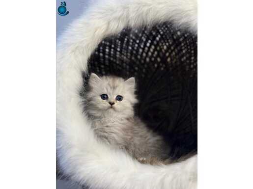 15 adet 2 aylık sağlık garantili yavrular 