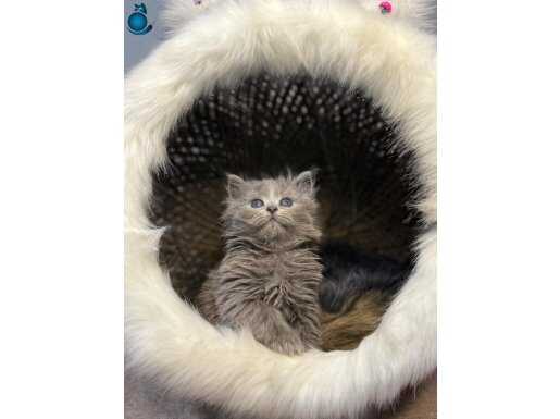 British Longhair Güzeli: Peluş Kürklü ve Sakin Huylu Bebek