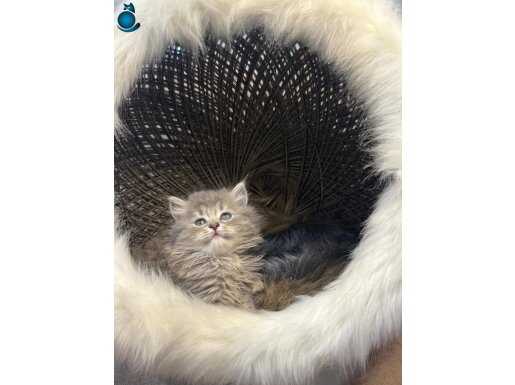 İstanbul Esenyurt İçi Elden Teslimatlı 2 Aylık Scottish Fold