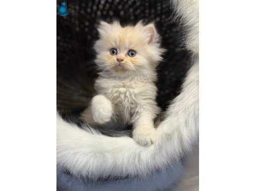 18 Adet 2 Aylık Sağlık Garantili Bebekler