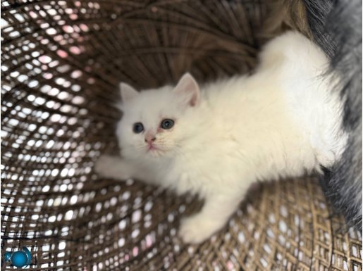 Latif 2 aylık British Longhair