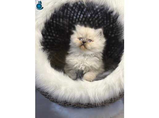 18 Adet 2 Aylık Sağlık Garantili Bebekler