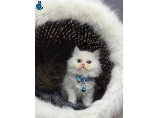 15 adet sağlık garantili yavru 