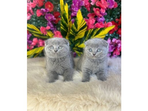 Yuvarlak Surat Scottish Fold Yavrularımız