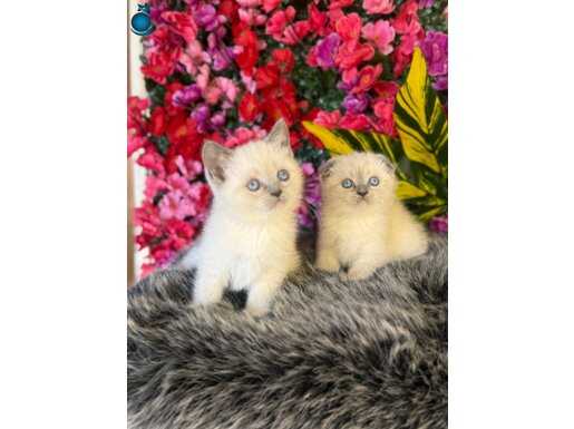 Masmavi Bakışlı British Shorthair Yavruları