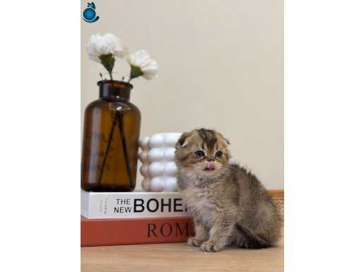 17 adet sağlık garantili yavrular