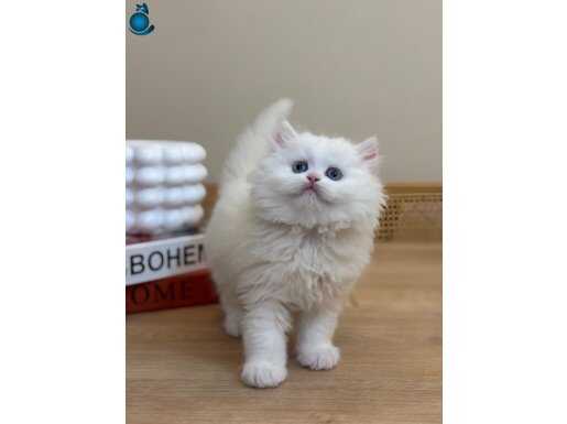 2 Aylık Pamuksu British Longhair - İpeksi Beyaz Kürklü Yavru