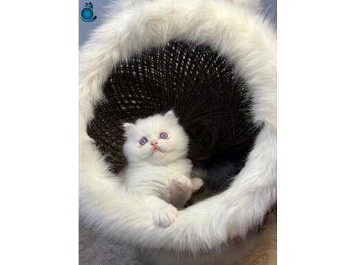 İpeksi Kürklü British Longhair Yavruları - İstanbul Esenyurt