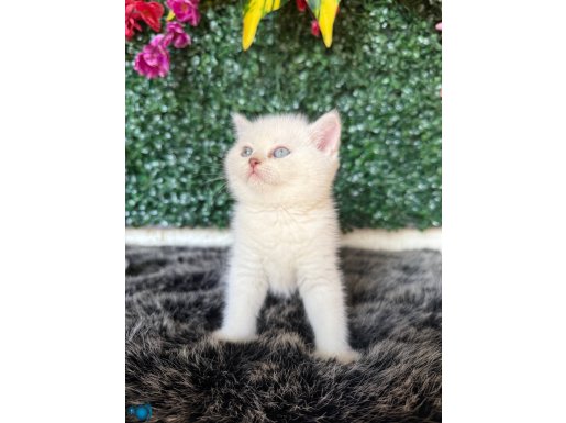 2 Aylık Mavi Boncuk Bebekler 