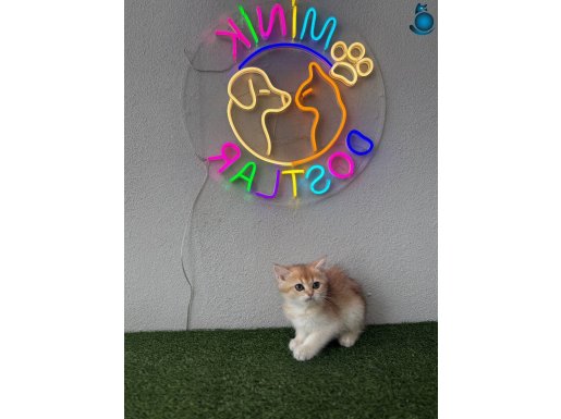 Sağlık garantili ve uygun