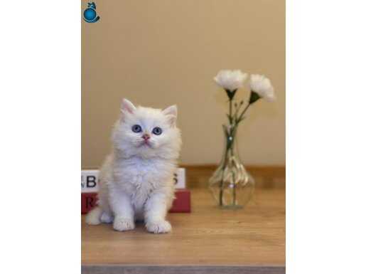 Esenyurt İçi Teslimatlı İpeksi Beyaz British Longhair Yavrusu