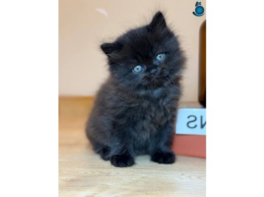 Bulutsu tüy yapısına sahip 2 aylık British Longhair