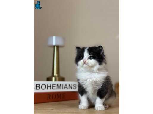 Tüycül şaheser olan farklı British Longhair