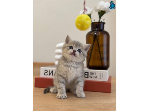 2 aylık 17 adet sağlık garantili yavrular