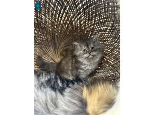 Mümtaz bir güzelliğe sahip British Longhair 