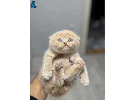 5 adet Türkiye de tek