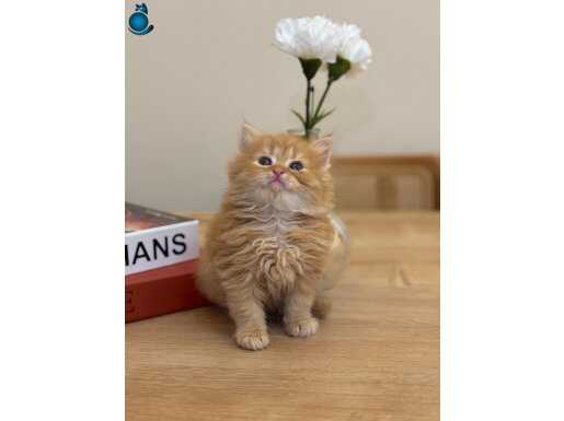 Teslimatlı İpeksi British Longhair Yavrular