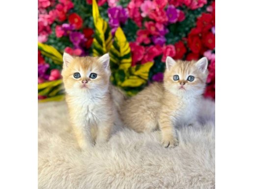 Türkiye’nin En Güzeli Altın Bakışlı British Shorthair Bebekler