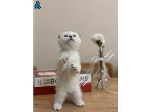 Safkan Beyaz Güzellik: Sosyal ve Oyuncu Scottish Fold