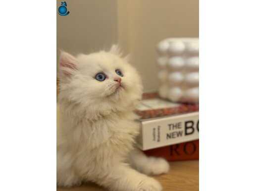 Tüm cins yavrular mevcut 