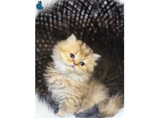 2 Aylık Sağlık Garantili Yavrular 