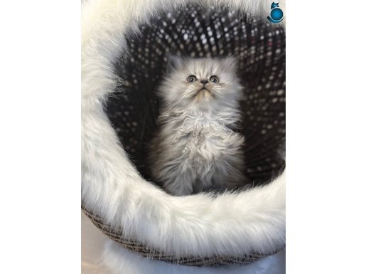 20 adet sağlık garantili bebekler 