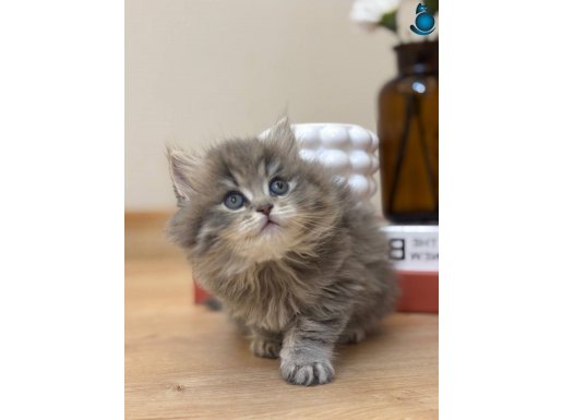 17 adet sağlık garantili yavrular 