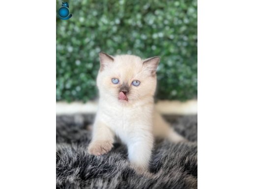 Mükemmel Shorthair Yavrular 