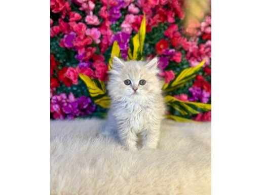 Göz Kamaştıran Gümüş Ve Gold British Longhair