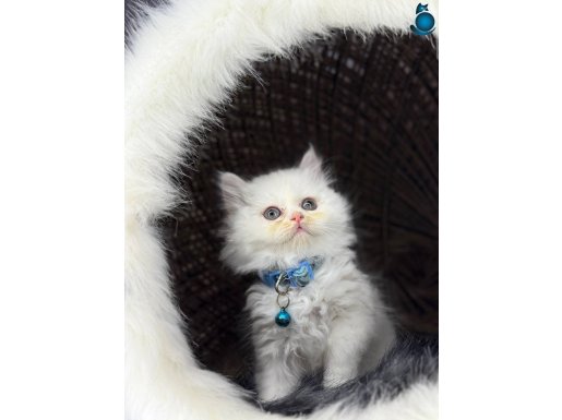 18 Adet Sağlık Garantili Bebekler 